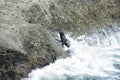 Sea Lions in the Valdes Peninsula