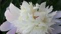 Closeup Detail of a Gorgeous Pink and White Peony Blossom Flower