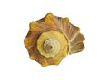 See shell Royalty Free Stock Photo