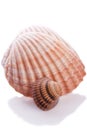 See shell Royalty Free Stock Photo