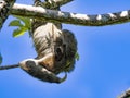 See Sloth three toed, Bradypus tridactylus, is a big coincidence, Manuel Antonio, Costa Rica