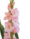 Close-up of flowers on a stem of beautiful gladioli on a white background