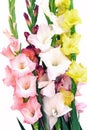 Flowers composition with beautiful gladiolus isolated on white background.