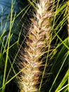 see the structure at close range of the weed flowers