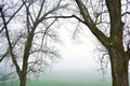 See trough picture with wintertrees and foggy lightgreen meadow Royalty Free Stock Photo