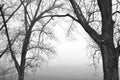 See trough picture with wintertrees and foggy meadow Royalty Free Stock Photo