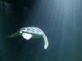 See turtle in deep water