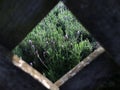 See-through the wooden fences viewing the lavenders