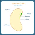 Seed anatomy scheme, Dicotyledon. Bean, seed coat, plumule, hypocotyl, radicle, cotyledon Royalty Free Stock Photo