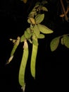 Seed bens of plant shang night plant