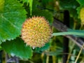 Seed box of a beautiful Gaillardia aristata flower with selective focus on a green blurred background. Summer flower. Head of Royalty Free Stock Photo