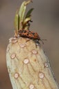 Seed bug Spilostethus pandurus on a Senecio kleinia.