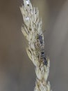 Seed bugs mating on grass