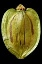 Seed Capsula of wild Caraway Carum carvi Royalty Free Stock Photo