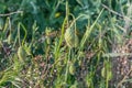 Seed capsule of a poppy on a field in spring Royalty Free Stock Photo