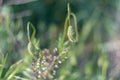 Seed capsule of a poppy on a field in spring Royalty Free Stock Photo