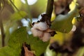 Seed capsule tree cotton Gossypium arboretum Royalty Free Stock Photo