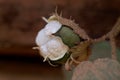 Seed capsule tree cotton Gossypium arboretum Royalty Free Stock Photo