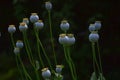 Seed capsules of Garden Poppy, ripening Royalty Free Stock Photo