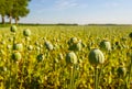 Seed capsules of opium poppies in the field Royalty Free Stock Photo