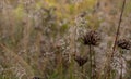 Seed capsules, photographed against ornamental grasses, in mid October at the RHS Wisley garden in Wisley, Surrey UK Royalty Free Stock Photo