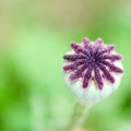 Seed capsules on poppy flower Royalty Free Stock Photo