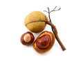 Seed cases and conkers from a red horse chestnut tree Royalty Free Stock Photo