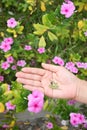Seed of Catharanthus roseus in hand. Royalty Free Stock Photo