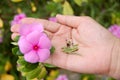 Seed of Catharanthus roseus in hand. Royalty Free Stock Photo