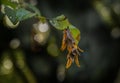 Seed catkin from the hornbeam tree (Carpinus betulus) in autumn, the fruit is a small nut, surrounded by bracts Royalty Free Stock Photo