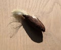 A Seed Cluster Removed From a Common Milkweed Seed Pod