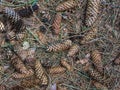 Seed cones of Europeam spruce