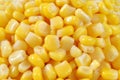Seed corn Royalty Free Stock Photo