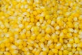 seed corn Royalty Free Stock Photo
