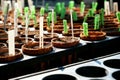 Seed cultivation of plants in black nursery tray