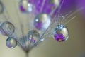 On the seed of dandelion drops which reflect the flower of cosmea Royalty Free Stock Photo