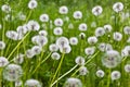 Seed dandelion flower