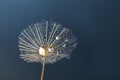 Seed of dandelion flower with water drops on blue background, closeup Royalty Free Stock Photo