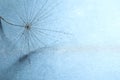 Seed of dandelion flower with water drops on blue background, closeup. Space for text Royalty Free Stock Photo