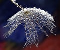 Seed of dandelion with water drops - isolated on a multicolor background Royalty Free Stock Photo