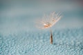 Seed of dandelion and rain drops