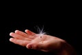 Seed of dandelion type under woman's hand protection