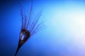 Seed of a dandelion with water drop inside on a dark blue ba Royalty Free Stock Photo