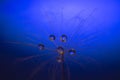 The seed of a dandelion with water drop inside on a dark blue background Royalty Free Stock Photo