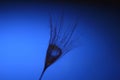 Seed of a dandelion with water drop inside on a dark blue ba Royalty Free Stock Photo