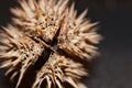 Datura stramonium Jimson weed seed macro, open end, abstract, spikes and web Royalty Free Stock Photo