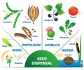 Seed dispersal vector illustration. Labeled plant movement division scheme.