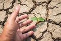 Seed and Dry soil in arid areas Royalty Free Stock Photo