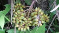 Seed in Estancia. Bolivia, south America.