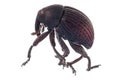 Seed-feeding true weevil beetle Royalty Free Stock Photo